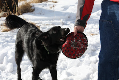 hugo a black mix dog hands off a red frisbee to Tom