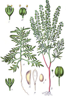 Lepidium ruderale