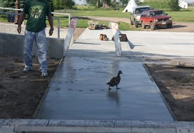Funny animals of the week - 27 December 2013 (40 pics), duck walks on wet cement