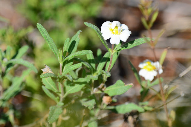 Melampodium leucanthum