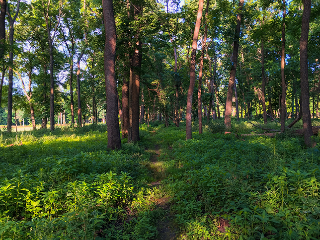 Ice Age Trail Madison Segment