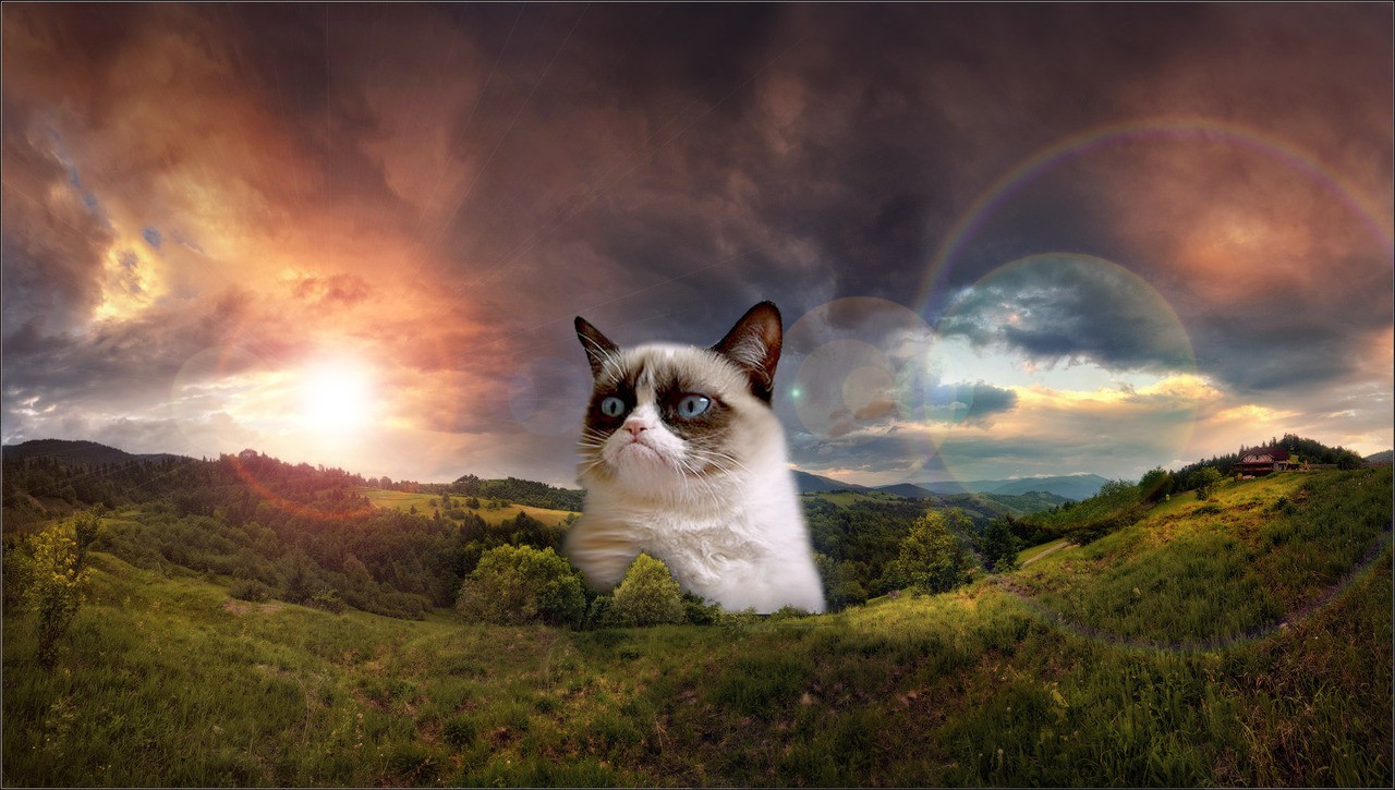 Grumpy Cat Pictures  Funny wallpapersHD wallpapers
