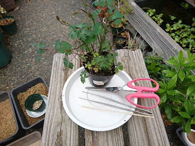 オダマキ　植え付け・植え替え