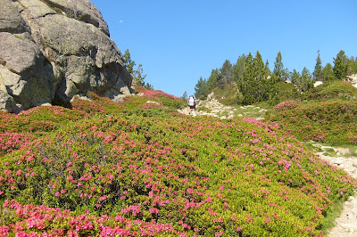 Christine monte dans les rhododendrons