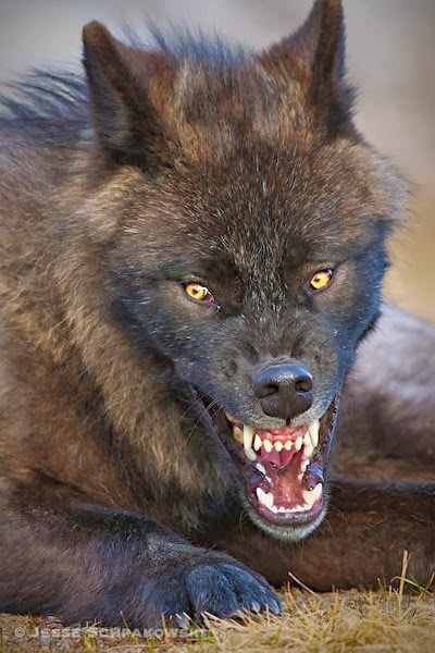 Black wolf scary