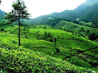 Munnar Tourism