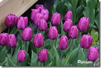 Tulipa Prince Charles