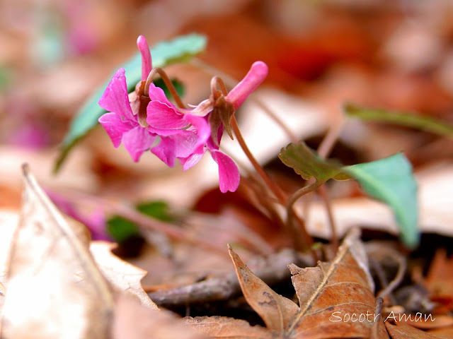 Viola violacea