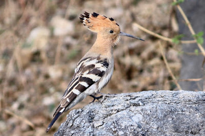 Eurasian Hoopoe