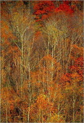Autum Gold - IMG_1321
