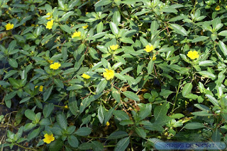 Ludwigia grandiflora - Ludwigie à grandes fleurs - Jussie à grandes fleurs 