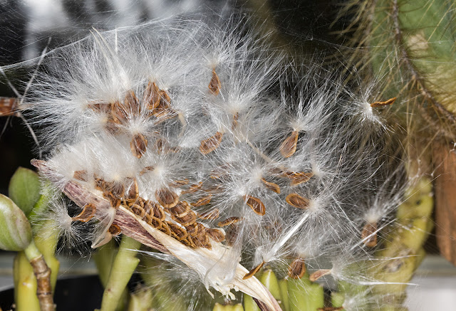 Stapelia variegata seeds emerging from their pod on my windowsill, 31 October 2015.