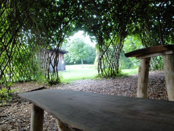 tree-shaping-3