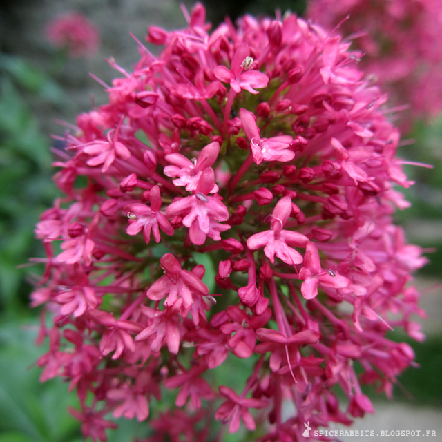 Centranthe rouge - Centranthus ruber - http://spicerabbits.blogspot.fr/