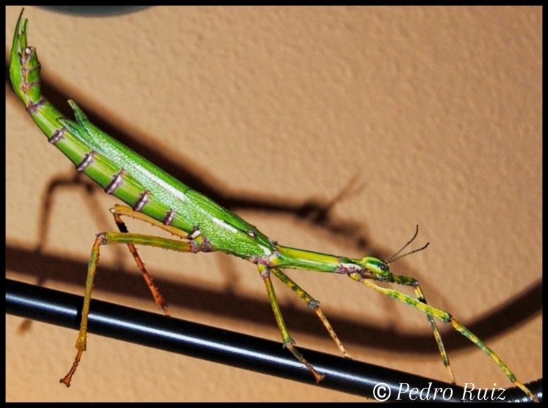 Hembra adulta de Eurycnema goliath, 20 cm de longitud