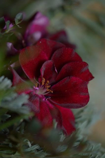 perlargonium, geranium, Precision, small sunny garden, desert garden, monday vase meme, amy myers, photography