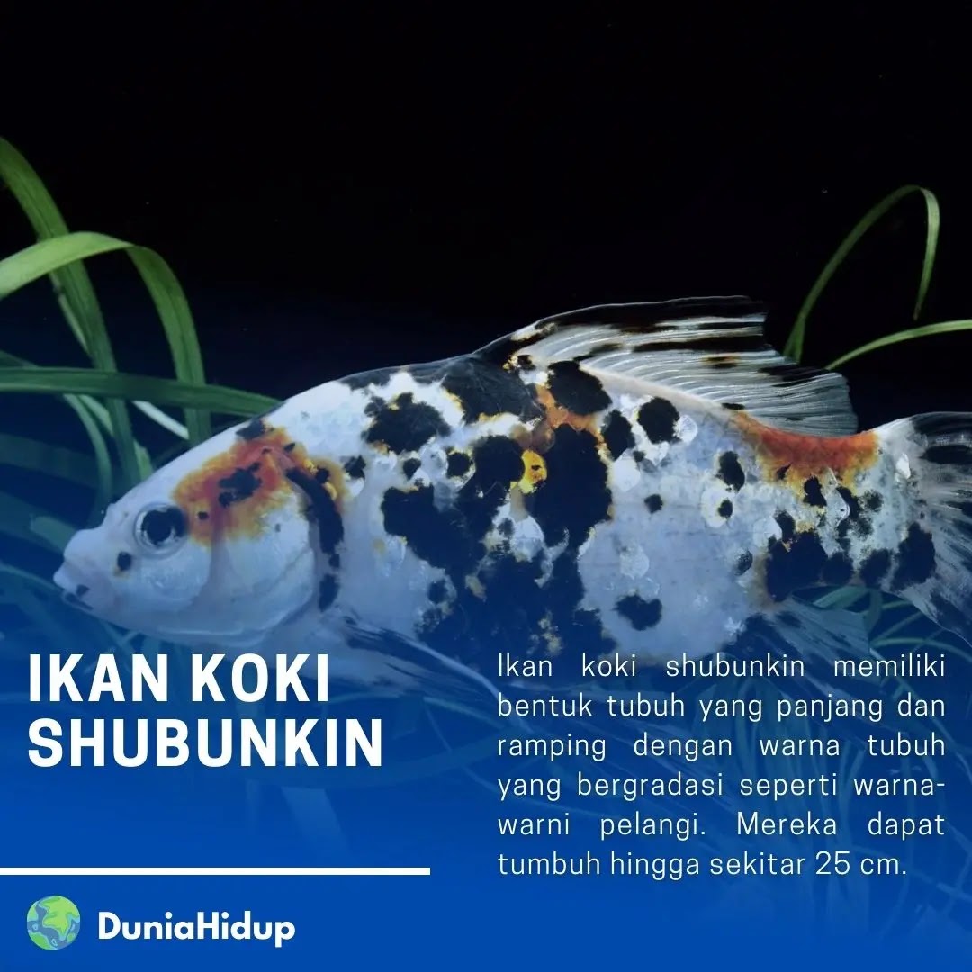 Ikan Koki Shubunkin