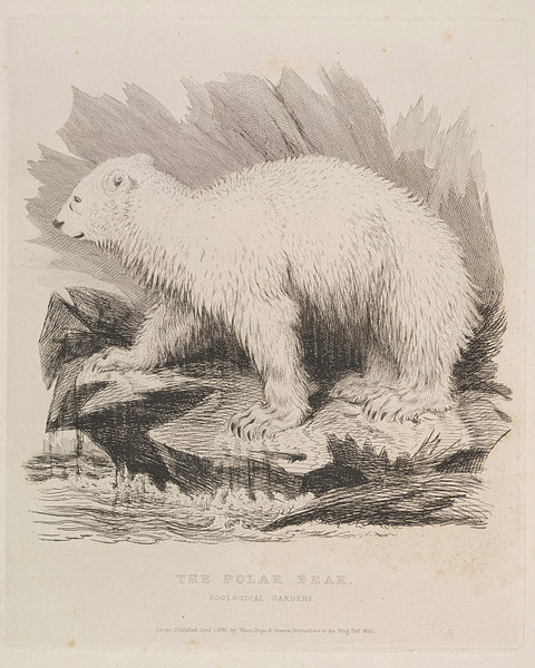 The Polar Bear. Zoological Gardens, 1831