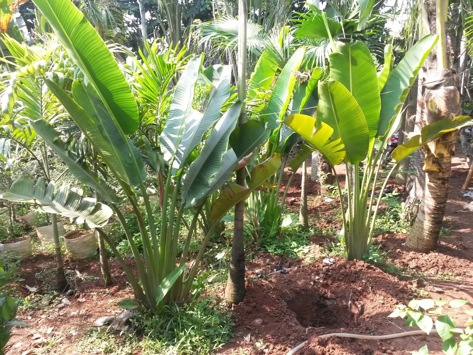 Tukang Taman Murah Jual pohon pisang  kipas pisang bali  