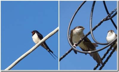 Swallow and House Martins