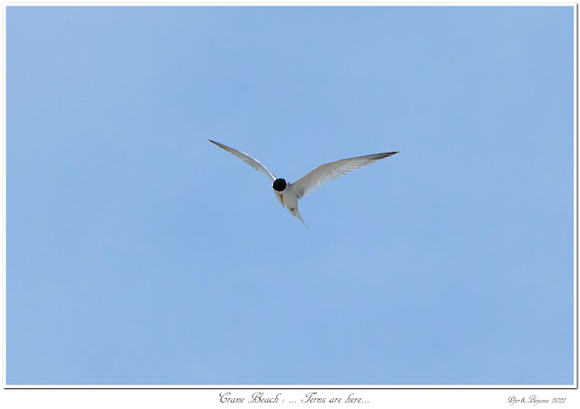 Crane Beach: ... Terns are here...