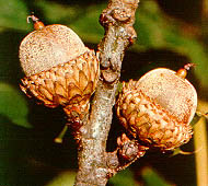 el roble negro y su relacion con la fauna Quercus vetulina