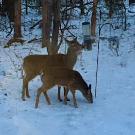a pair of whitetails at the bird feeder