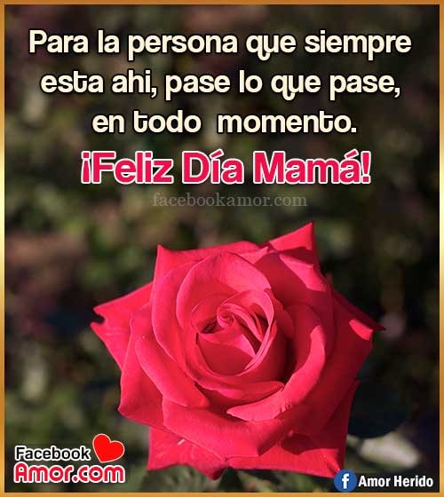 rosa roja para mamá