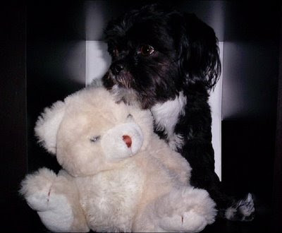 cute dog with a teddy bear