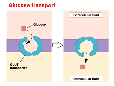 Cellular uptake of glucose