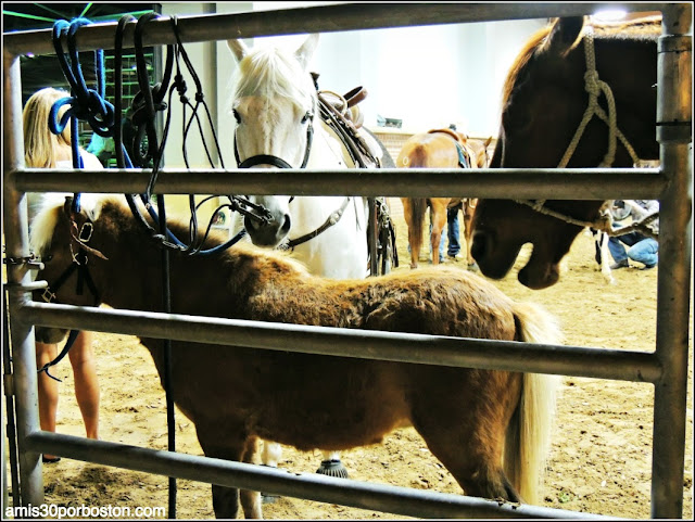 Fort Worth Stockyards Stables and Horseback Riding