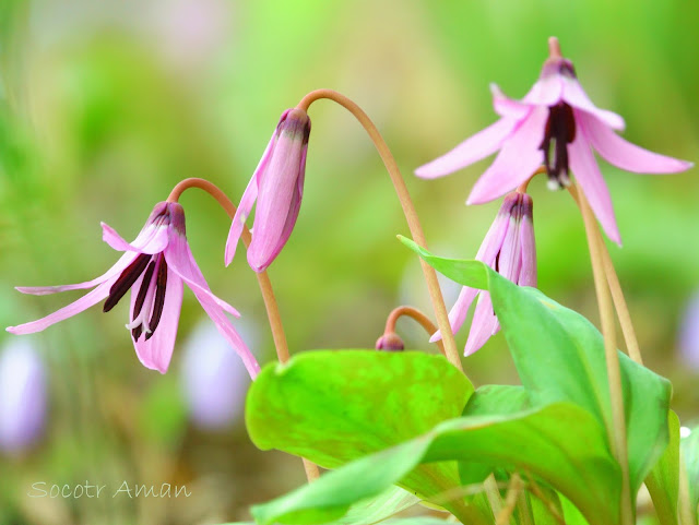 Erythronium japonicum