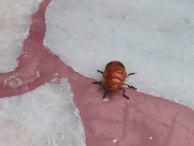bug photos