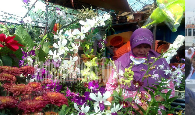 Pedagang Tanaman Hias di Pasar Pasty Yogyakarta Mengeluh 