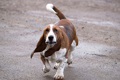 Running Basset Hounds Seen On www.coolpicturegallery.us