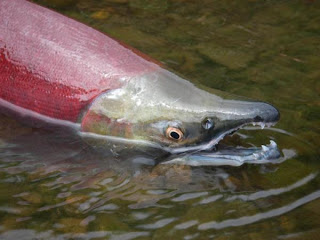 Oncorhynchus nerka Sockeye salmon