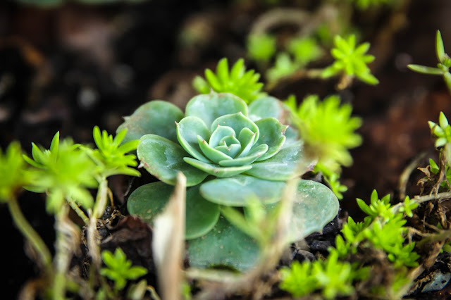 plant at The Maui Tropical Plantation