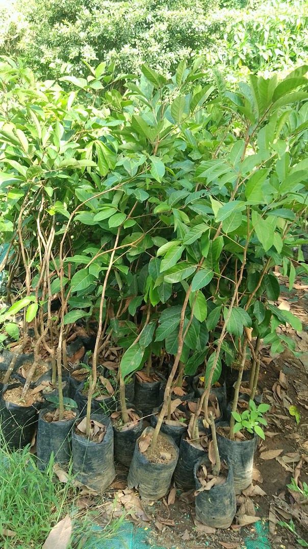 bibit tanaman rambutan binjai pohon manis sekali hasil okulasi berkualitas Palembang