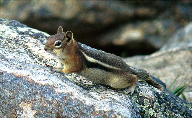 THE GOLDENMANTLED GROUND SQUIRREL  XAMOBOX.BLOGSPOT.COM, RELAX