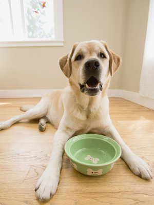 Discover The Deadly Secret The Dog Food Industry