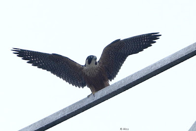 Peregrine Falcon (Shaheen)