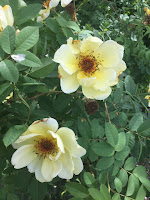 Photo by Sheila Webber yellow roses with stamens June 2023