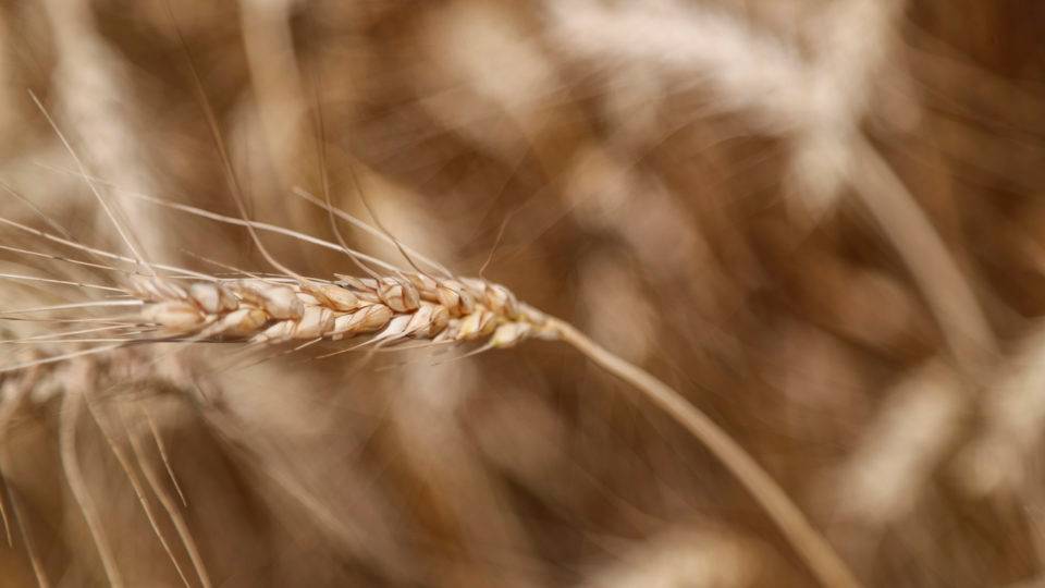 APOCALIPSE DOS ALIMENTOS: O mundo vai entrar em colapso do trigo em algumas semanas