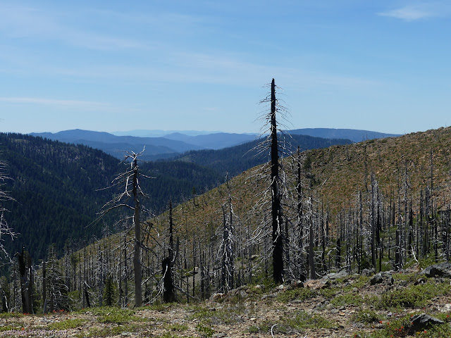 hills covered in standing dead, but the distance has trees