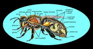 Desordem e Colapso nas Colônias das Abelhas(CCB- Colony Collapse Disorder)