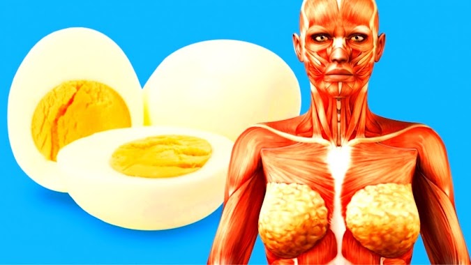 What Happens to Your Body When You Start Eating 2 Eggs a Day