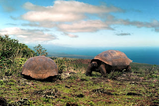 kura-kura Galapagos