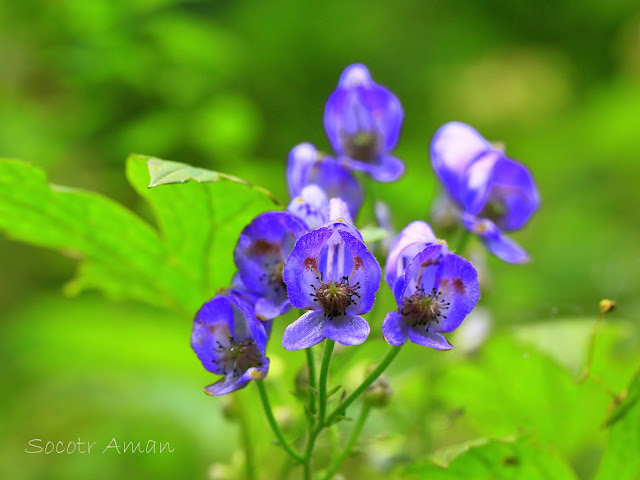 Aconitum japonicum