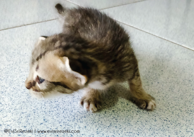 Miura dan Empat Generasi Kucing