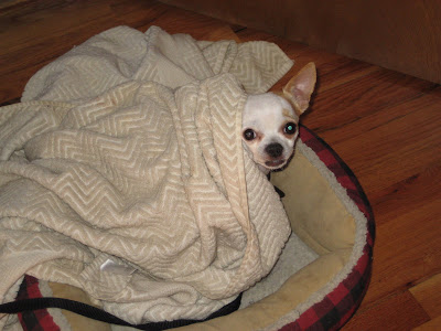 Our little Chihuahua poking his heada out from under the cover when I woke him up